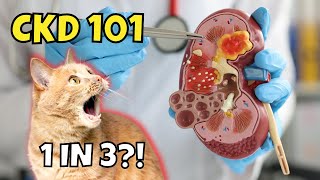 Cat Chronic Kidney Disease 101 (1 in 3 CATS?!?!)