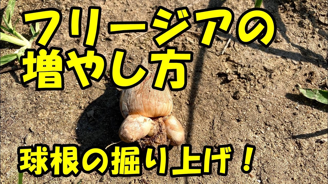 フリージアの増やし方 How To Increase Freesia Youtube フリージアの増やし方 How To Increase Freesia Youtube