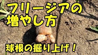 フリージアの増やし方 How To Increase Freesia Youtube フリージアの増やし方 How To Increase Freesia Youtube
