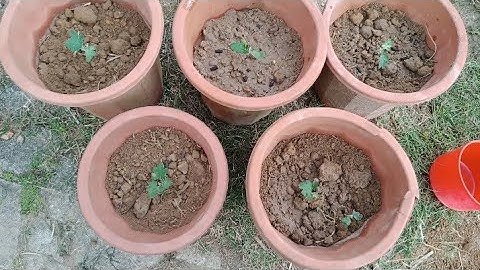 Trồng Cúc Cổ Sơn La Sớm Cuối Năm Cây To Khủng Cho Nhiều Hoa Đẹp