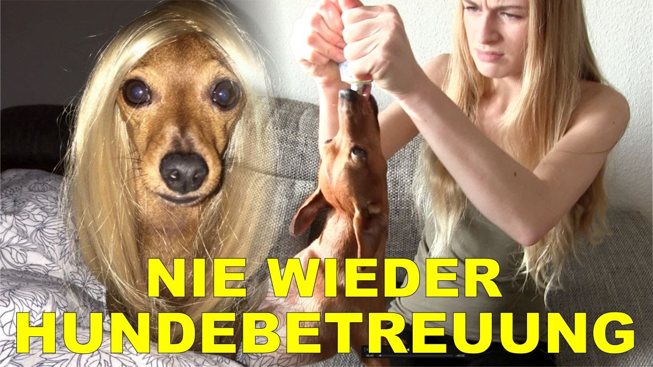 Doggo Bedeutung Und Herkunft Des Memes