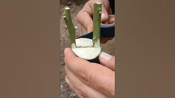 những khu vườn đẹp nhất #ocsen #shortvideo #farming #farm #grafting