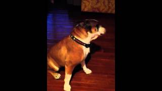 Old English Bulldog  Idiopathic Head Tremor