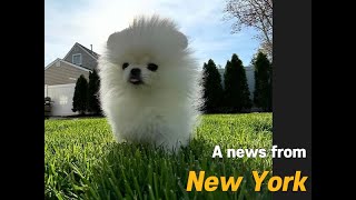 [Korea Teacup Puppies Review] A news from New York : Our lovely Pomeranian met new family ☺
