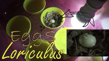 SERINDIT / LORICULUS EGGS can