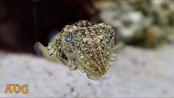 Cuttlefish Setup & Feeding
