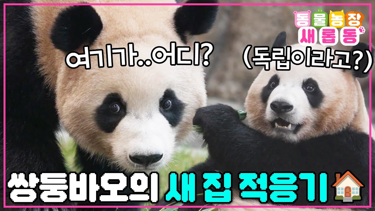 [#새롭동물농장] 낯설어도 괜찮아, 우린 서로가 있으니까❤️ 새 집으로 이사 가는 루이바오&후이바오🐼 / EP.1243 #TV동물농장 #AnimalFarm #SBSstory