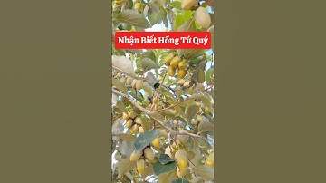 Cách nhận biết mua hồng tứ quý chuẩn giống các bác nhớ lưu lại nhé 🥰☎️092.391.6866 #nhavuonngoclam￼