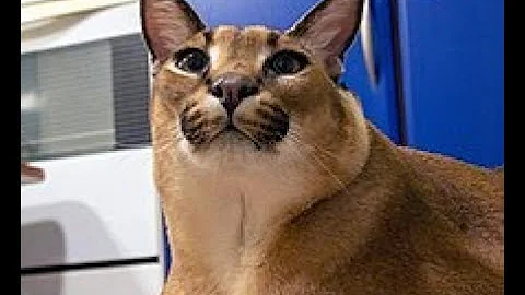 First time playing VR in War Thunder | Oculus Quest 2