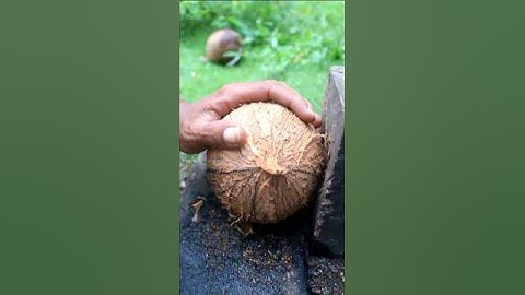 Unique tool for removing coconut from its shell