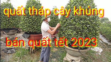 Bán quất tết 2023 quất tháp, quất lùm khổng lồ phục vụ quất cảnh tết năm 2023, giá quất tại vườn
