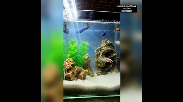 COMBO HỒ CÁ CHỈ CÓ 100K QUÁ ĐẸP ĐỂ TẬU VỀ | CÁ CẢNH NHẬT TOÀN GÒ CÔNG 0977022281