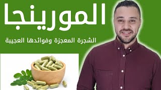 المورينجا - الشجرة المعجزة - وفوائدها الكثيرة جدا