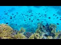 Snorkelling at Jinek Bay, Lifou, New Caledonia on South Pacific Cruise