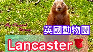 Lancaster 1y9m ~ South Lakes Safari Zoo￼ 近距離動物園 ￼Red roses village ￼