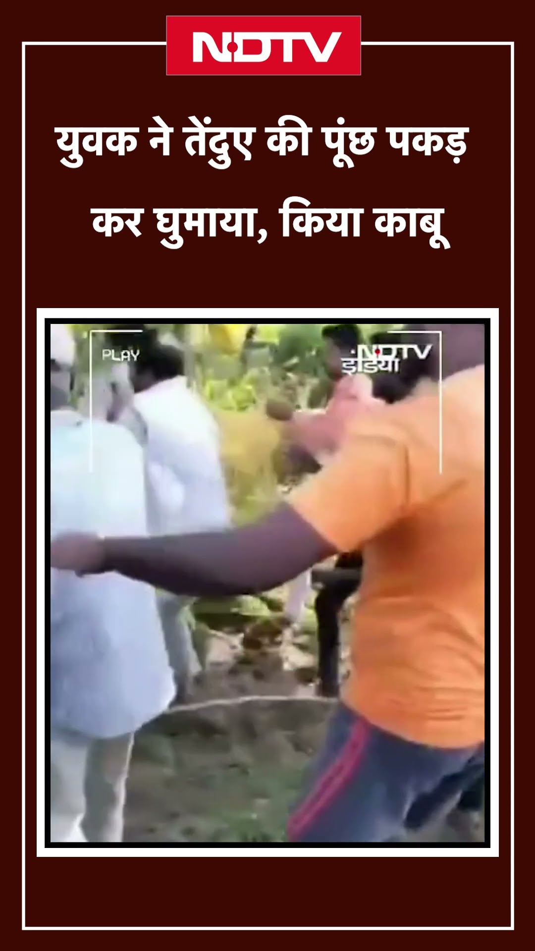 Karnataka Leopard Video: युवक ने तेंदुए की पूंछ पकड़ कर घुमाया, वन अधिकारियों ने किया काबू | NDTV