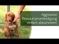 Ressourcenverteidigung Hund ► Aggressive Ressourcenverteidigung einfach abtrainieren!