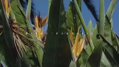 BIRD OF PARADISE - Available Friday 13th September. - DayDayNews