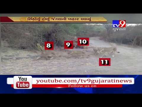 Gujarat: Group of 22 lions seen roaming in Amreli, video goes viral- Tv9