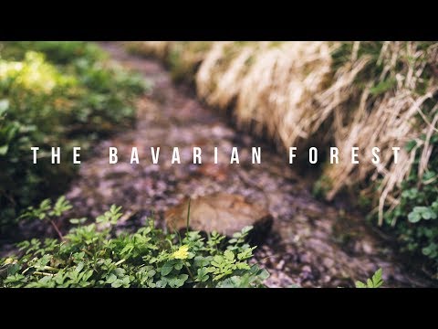 THE BAVARIAN FOREST | Sony A7 III | FHD
