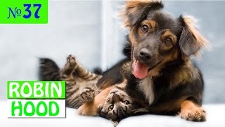 ПРИКОЛЫ 2017 с животными. Смешные Коты, Собаки, Попугаи // Funny Dogs Cats Compilation. Февраль №37 ПРИКОЛЫ 2017 с животными. Смешные Коты, Собаки, Попугаи // Funny Dogs Cats Compilation. Февраль №37