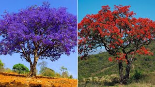 as 30 árvores mais bonitas que são encontradas no brasil