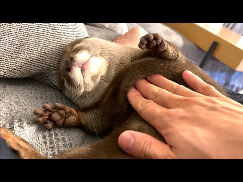 ??????? ????????????????????? I made a mistake with a sleeping otter and a stuffed animal