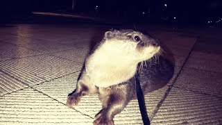 The Otter who is excited about a midnight walk [Otter life Day 220]【カワウソアティとにゃん先輩】