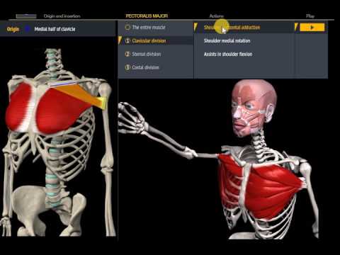 Анатомия.Большая грудная мышца. Функции, начало, крепление