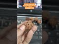 panch Mukhi Rudraksh Nepali #shorts #original #panchmukhi #mahadev #feed #viral #video