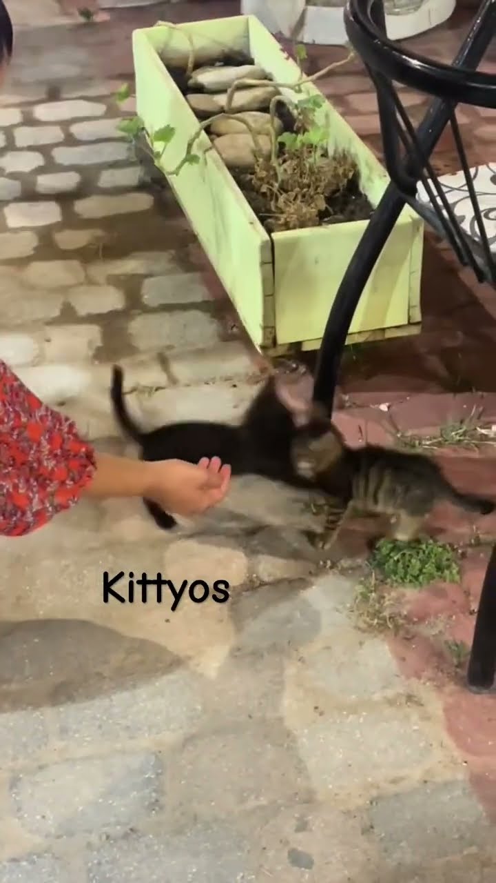 A Kittyo was just chilling they like Yoo from fighters to what
