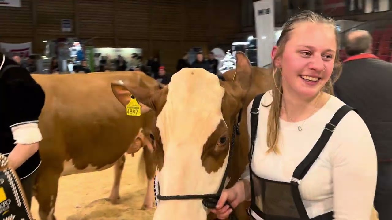 Champion Swiss Fleckvieh Expo Bulle 2024