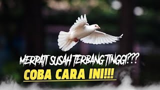 Download Lagu EFFECTIVE WAY TO MAKE PIGEONS FLY HIGH QUICKLY!!! MP3