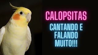 Cockatiel Singing and Whistling  Songs to Teach Your Bird