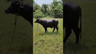 🐃😍പോത്തിനെ ഇങ്ങനെ വളർത്തിയാൽ ലാഭം കിട്ടും🐃#profit#buisiness#baffallo sale#vlog