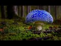 ТОП-10 САМЫХ КРАСИВЫХ МУХОМОРОВ ПЛАНЕТЫ / TOP-10 THE MOST BEAUTIFUL AMANITA IN THE WORLD