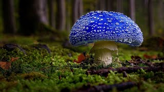 : -10     / TOP-10 THE MOST BEAUTIFUL AMANITA IN THE WORLD
