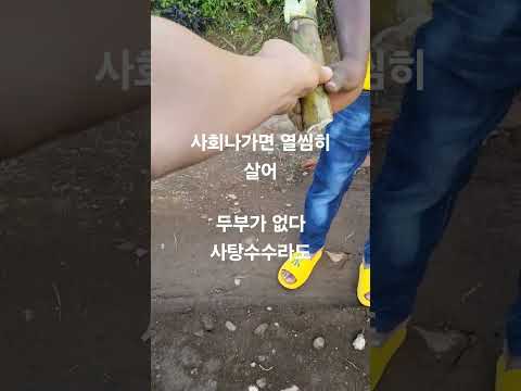 교도소 출소후 첫 두부? the first present after being released from prison