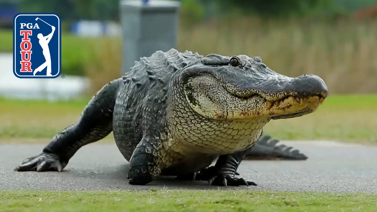 Best of Alligator encounters at the Zurich Classic