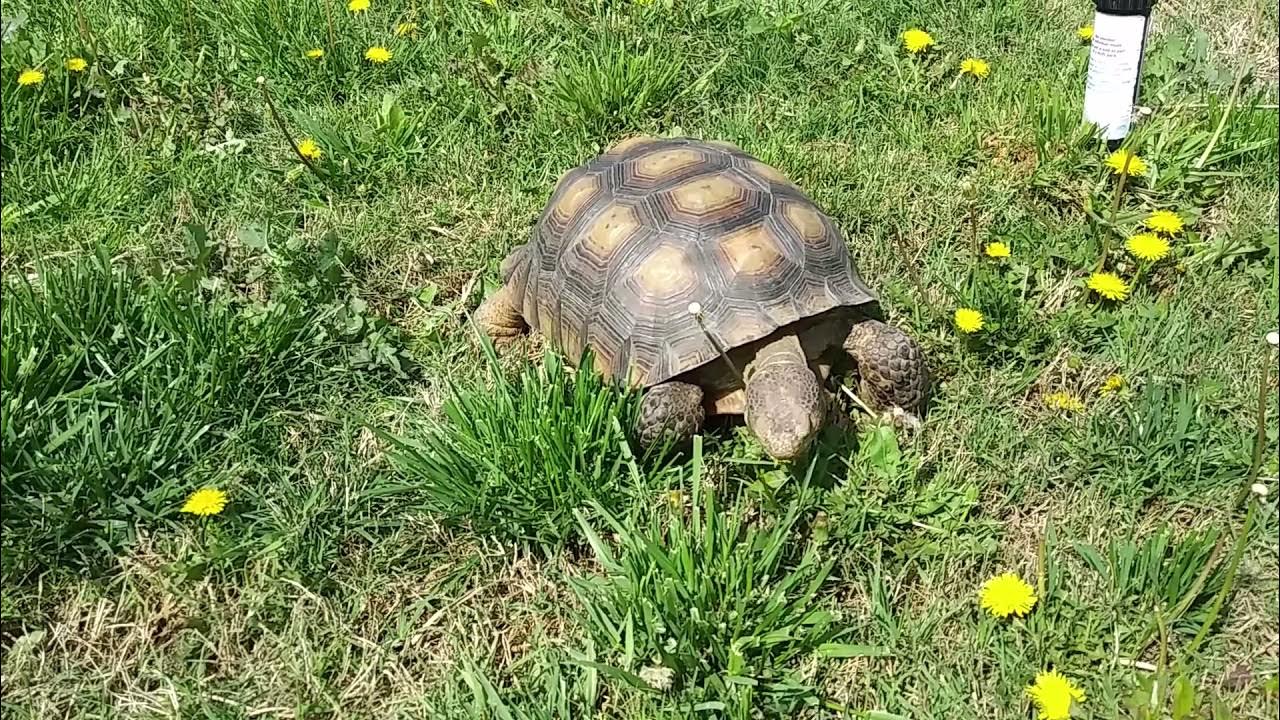 Sulcata And Desert Tortoises Eating Dandelions in the Front Yard YouTube