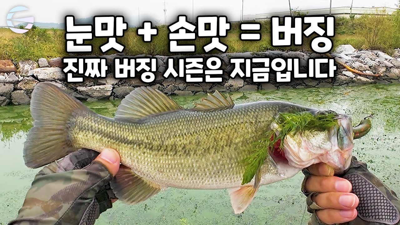 눈맛 손맛 버징 배스낚시 팍팍 물어줍니다