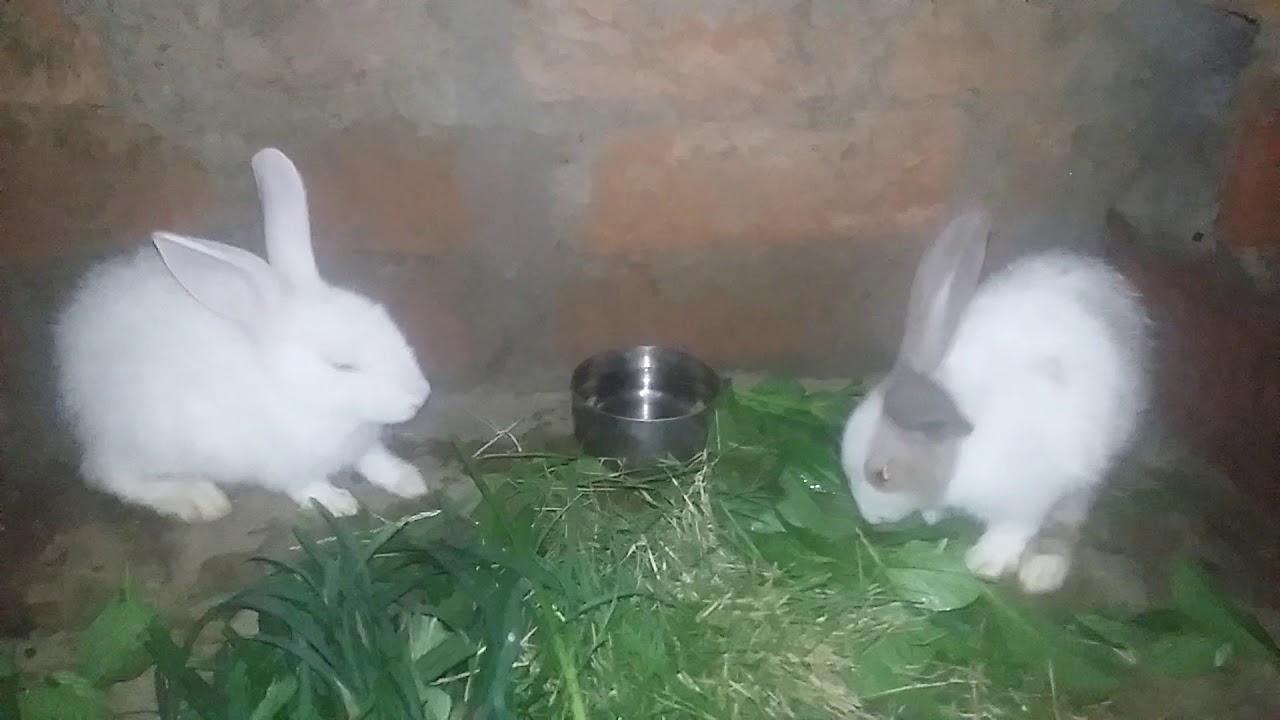 Rabbit ☺☺☺ 