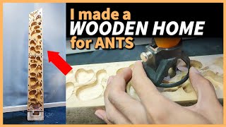 Home made ANT FARM | D colony by D colony 3,368 views 6 months ago 10 minutes, 14 seconds