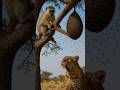 원숭이가 표범에게 주는 선물 #animals #wildlife