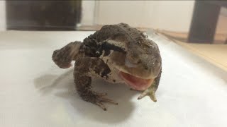 ヒキガエルの脱皮について調べてみて 初めて分かったこと カエルの図鑑