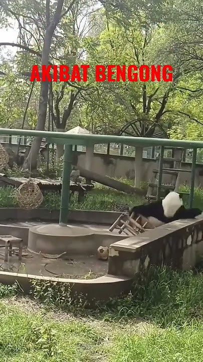 PANDA NYUNGSEP