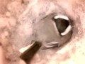 Birdcam_2010-04-24_08-52-36.avi