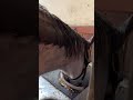 ゴールドシップ 食べる