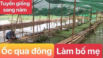 THỜI ĐIỂM ĐỂ ỐC NHỒI QUA ĐÔNG SANG NĂM LÀM BỐ MẸ CHÍNH XÁC NHẤT