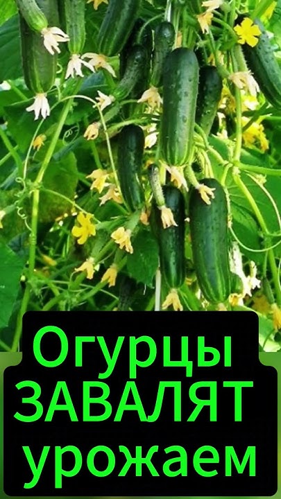 Народный рецепт урожая огурцов. #огород #дача #сад #рецепт #огурцы # ...